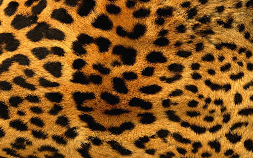 Animal Fur Of Cheetah Wallpaper