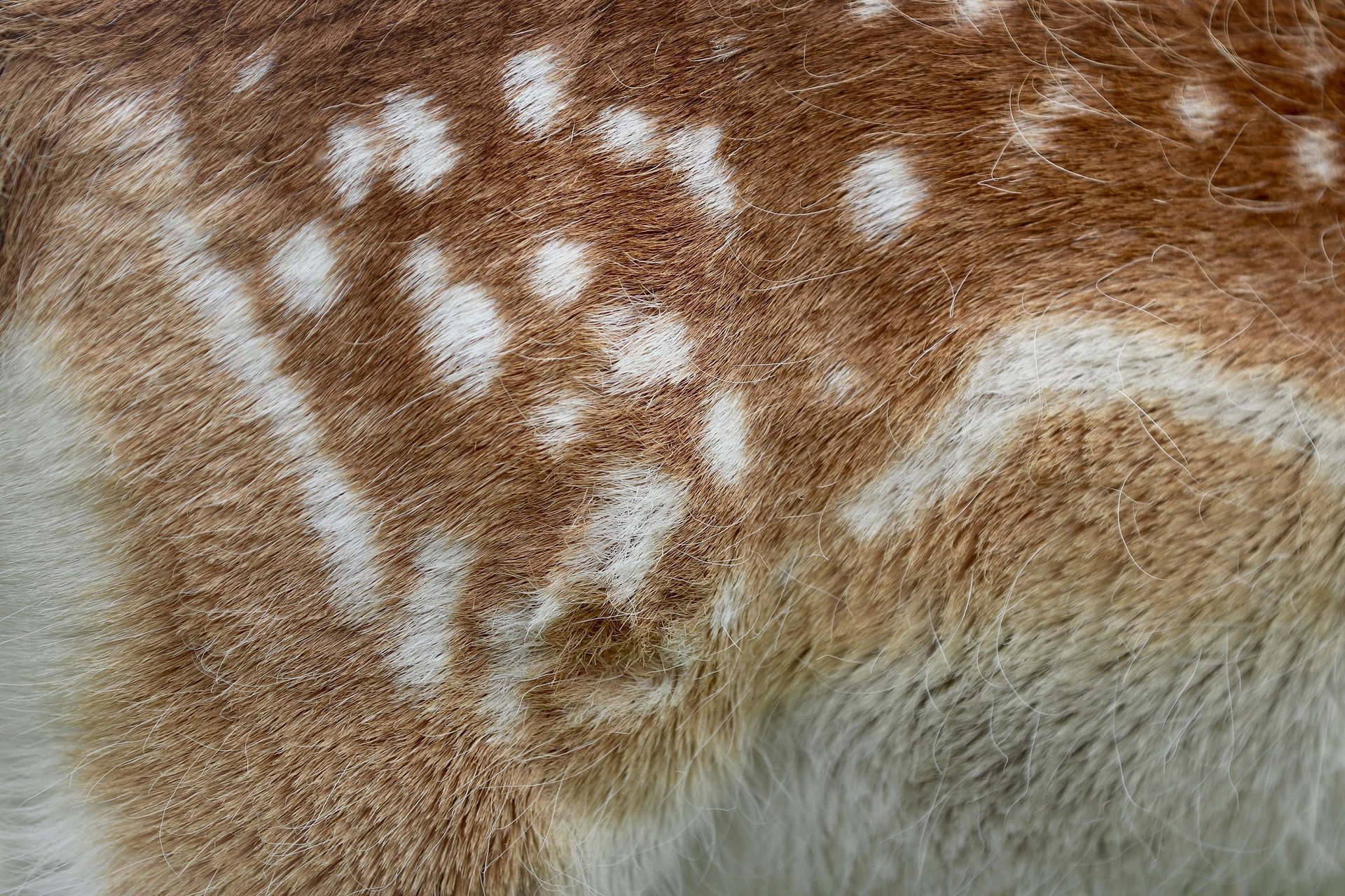 Animal Fur Of Deer Wallpaper