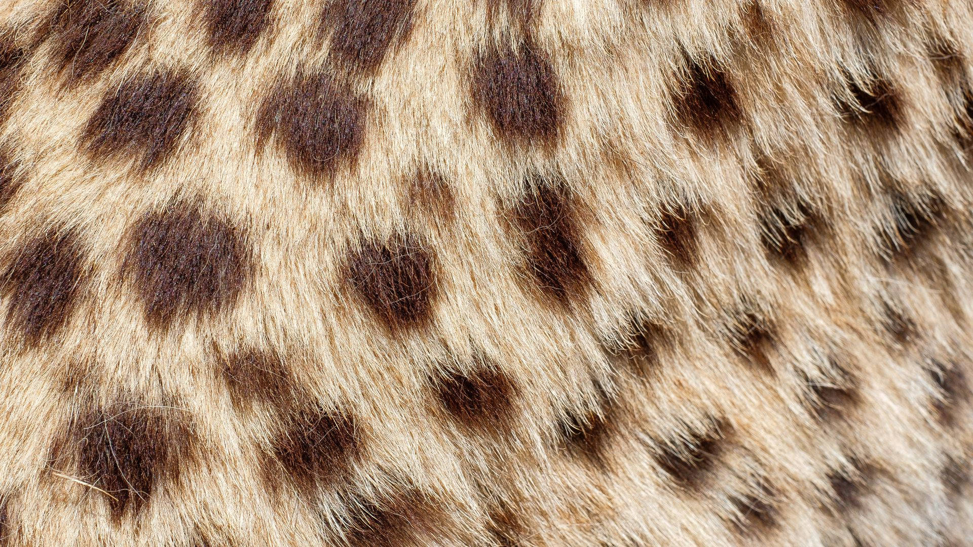 Animal Fur Of Hyena Wallpaper