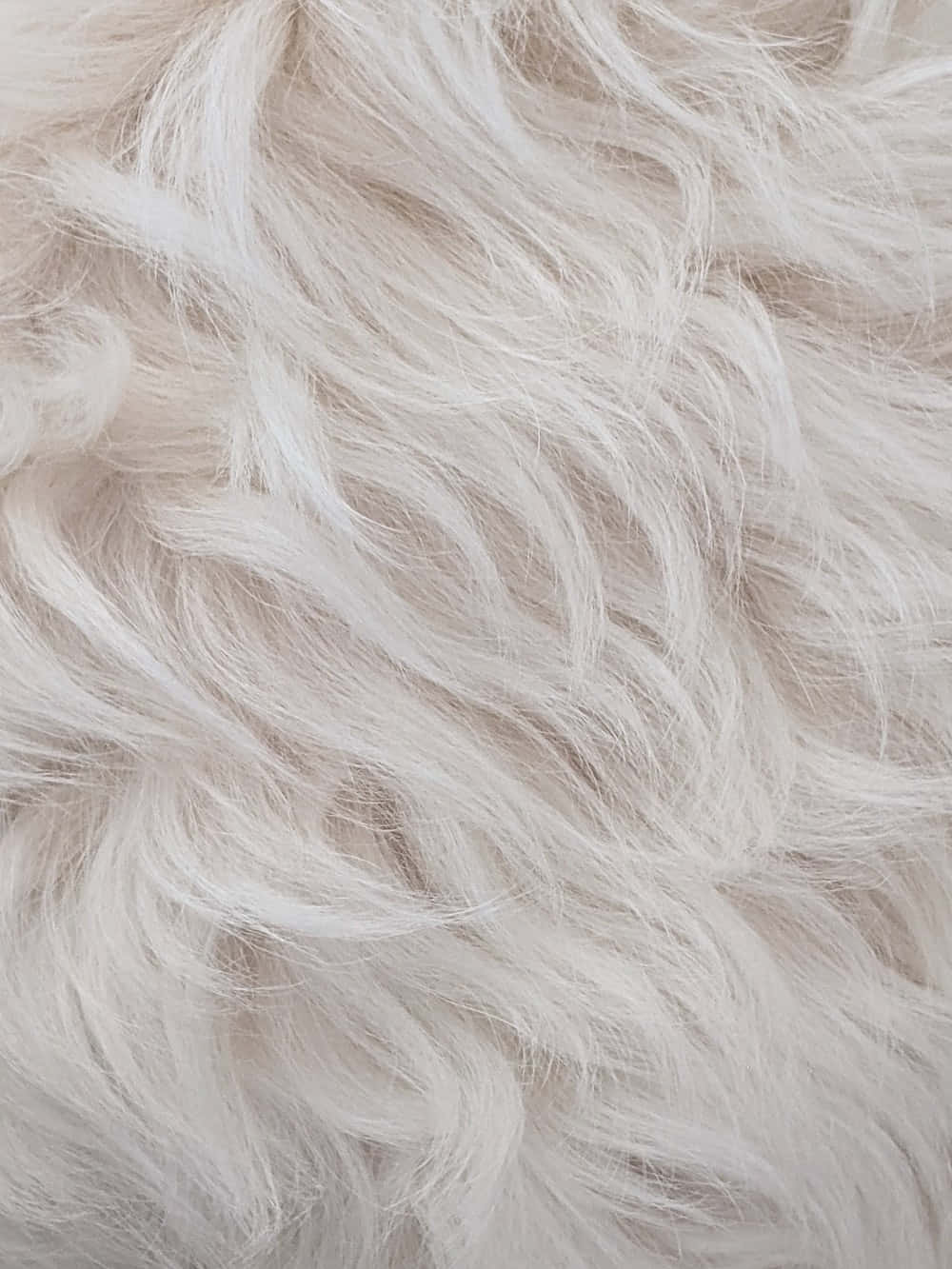 Close Up of Fur Texture