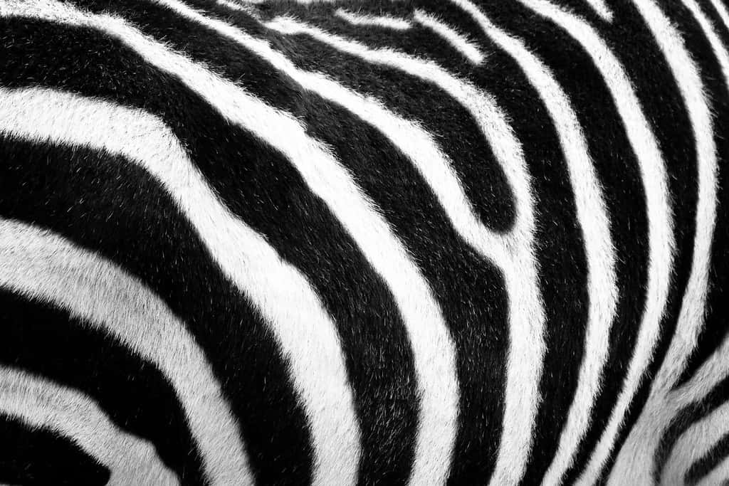 Einenahaufnahme Vom Rücken Eines Zebras