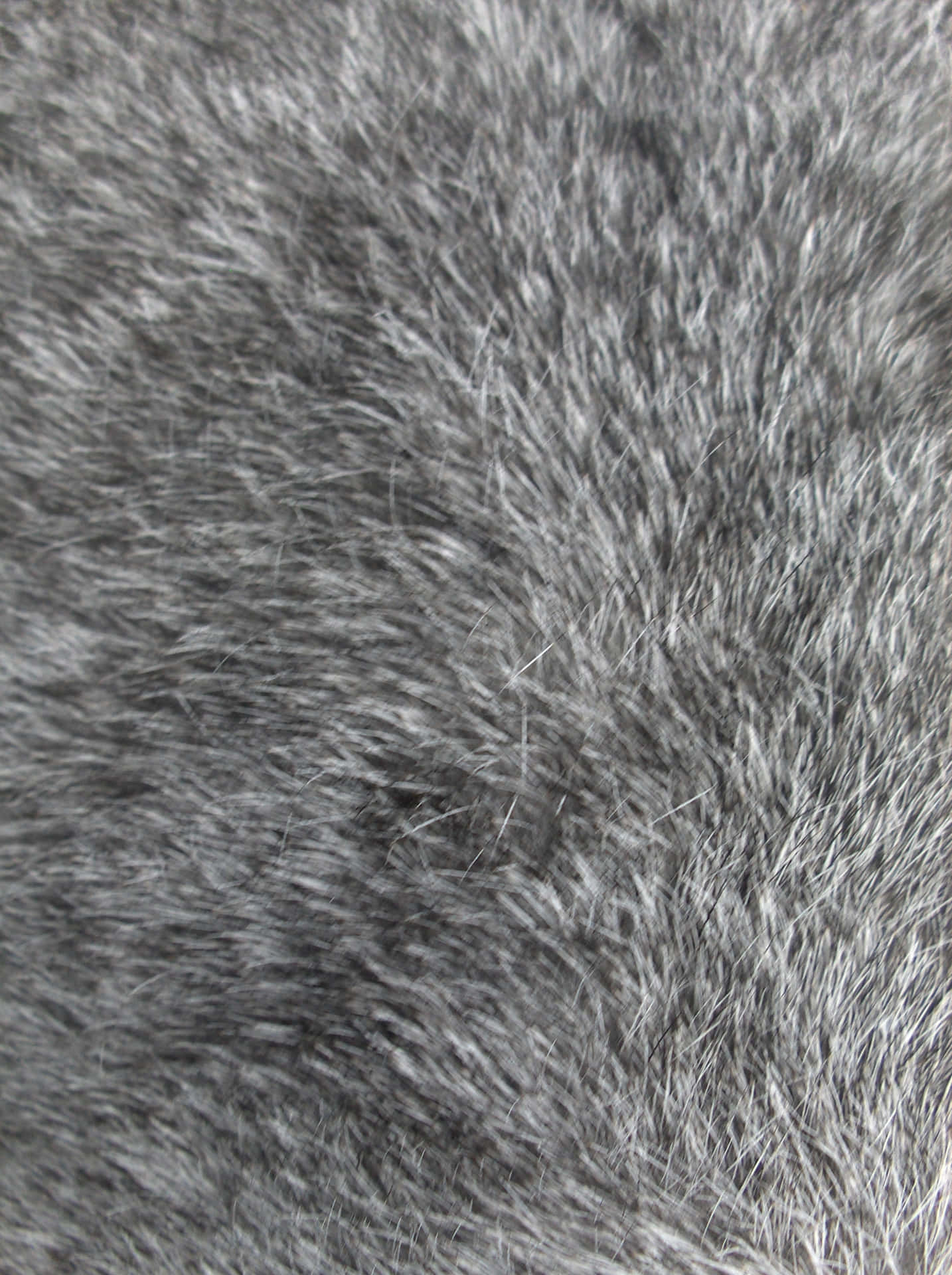 A Close Up Of A Gray Furry Animal