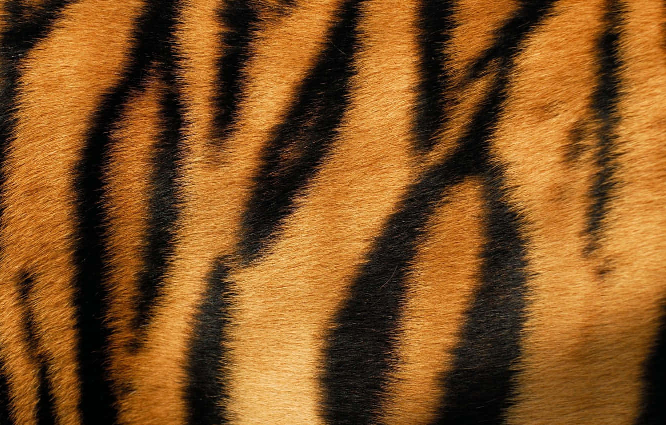 Closeup of Animal Fur