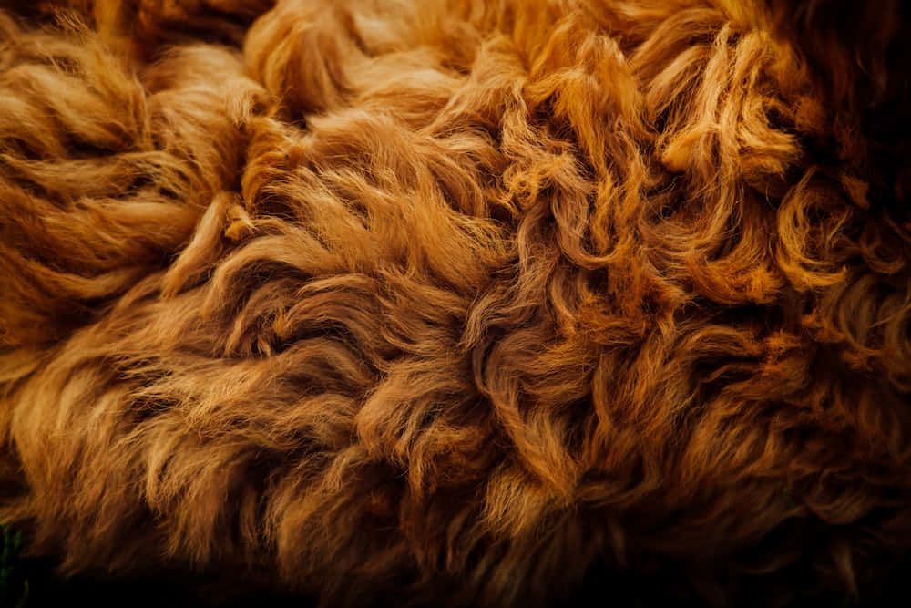 A Closeup of Animal Fur