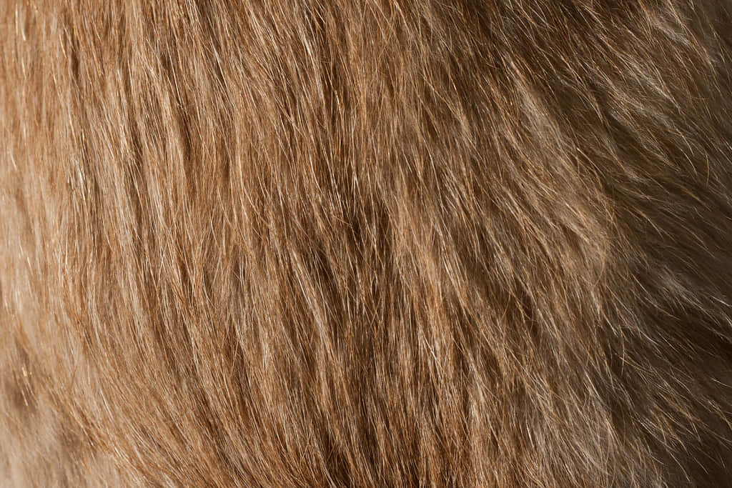 Experience the softer side of nature with a close-up look at animal fur