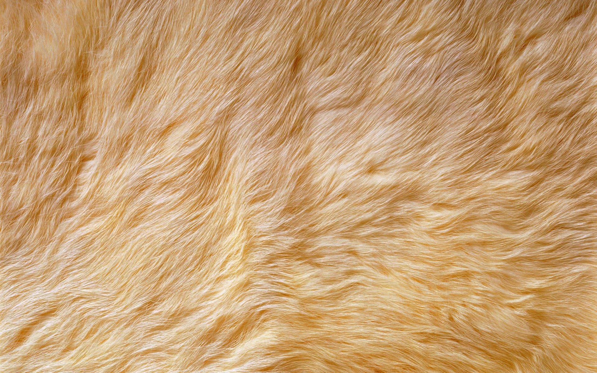 Animal Fur With Soft Texture Wallpaper