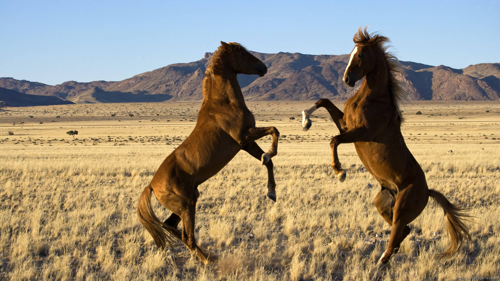 Коне америки. Лошади Мустанги степей Южной Америки. Дикая лошадь Мустанг прерии. Дикая Степная лошадь. Мустанги лошади в Южной Америке.
