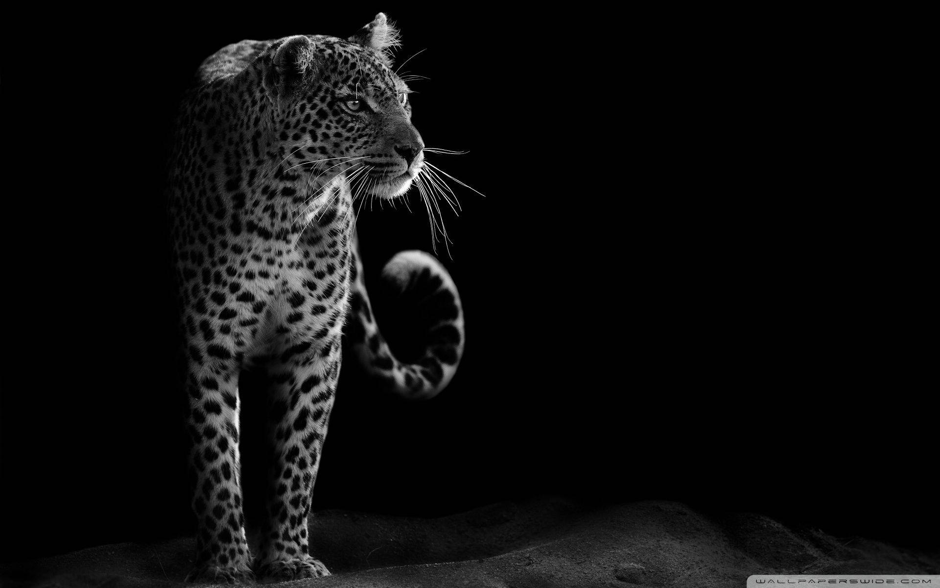 Animal Leopard Black And White Wallpaper