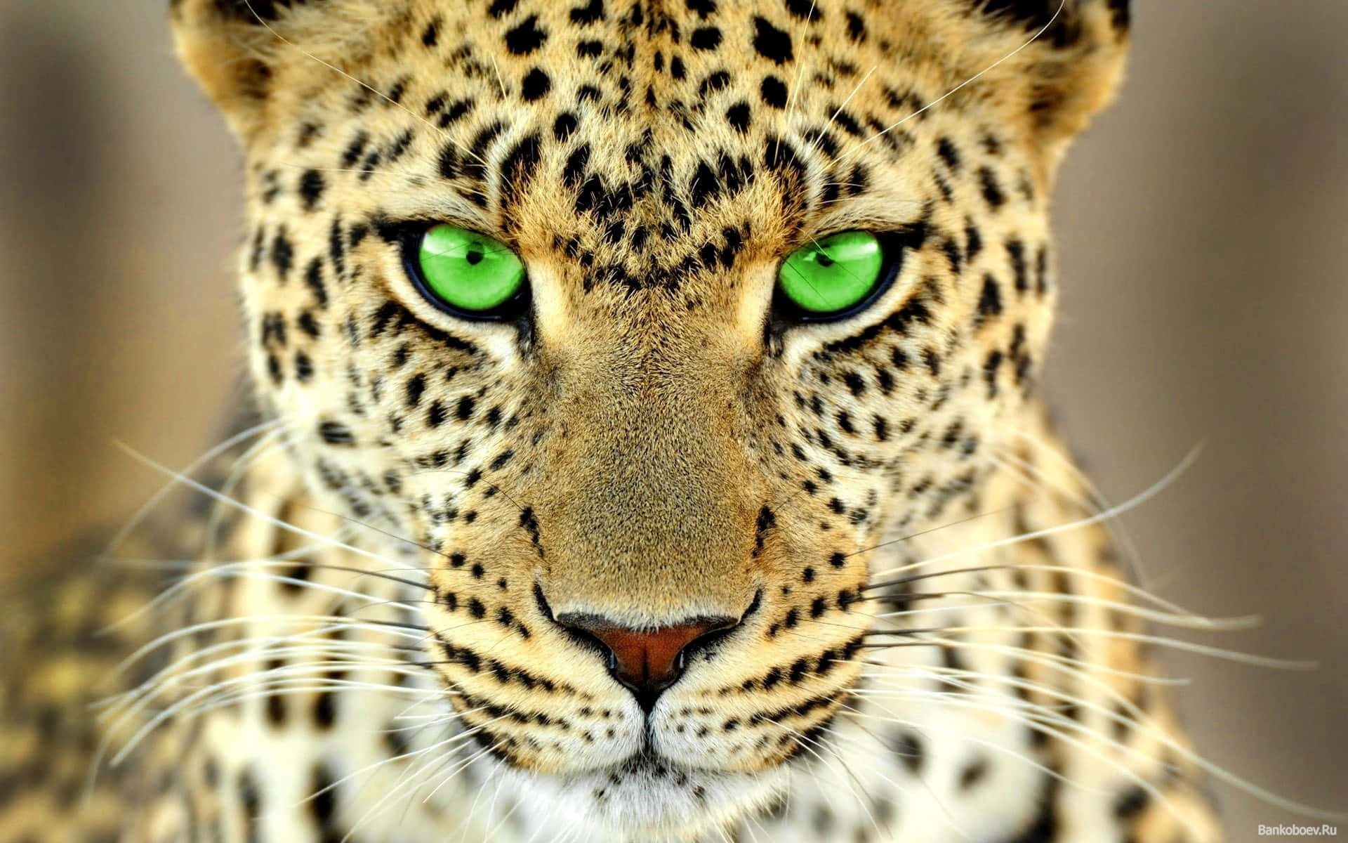 Animal Leopard With Green Eyes Wallpaper