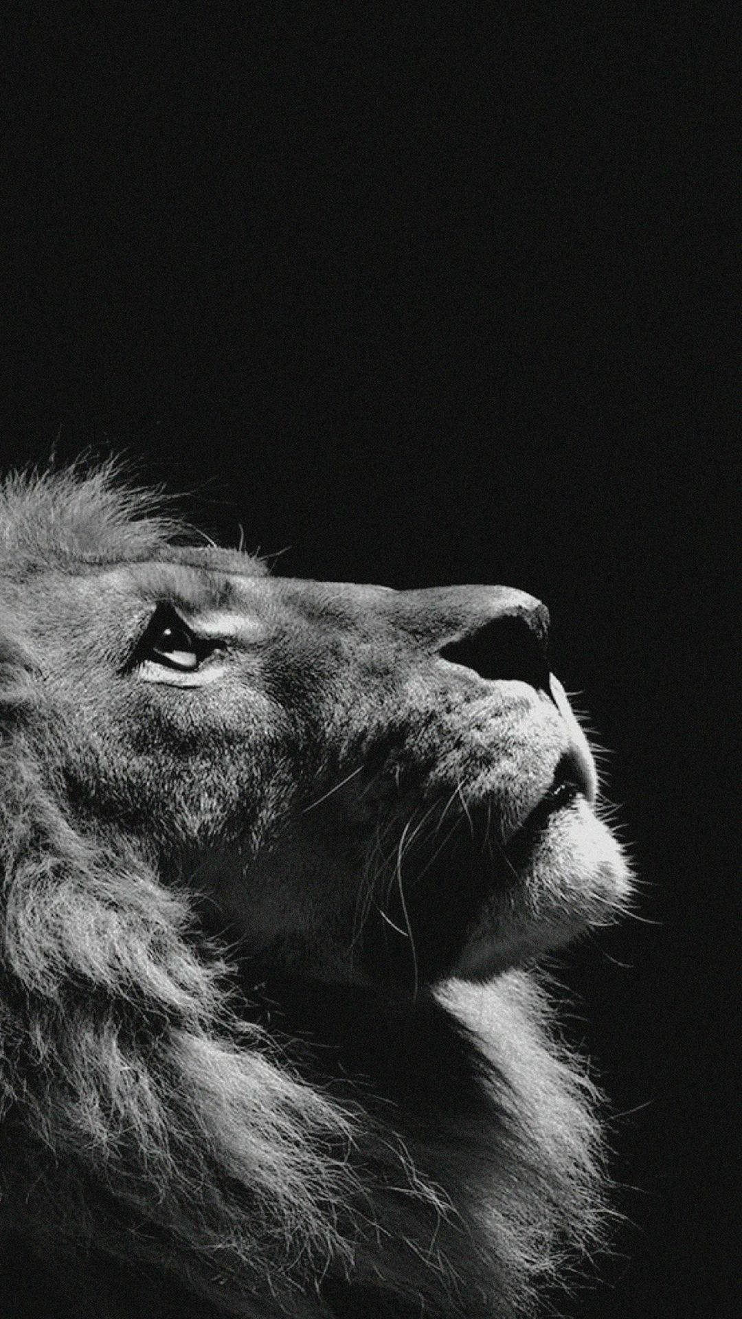 Black & white lion portrait Iphone wallpaper