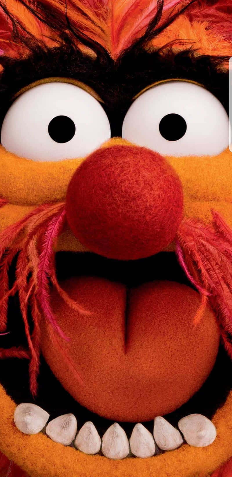 20 The Muppets HD Wallpapers and Backgrounds