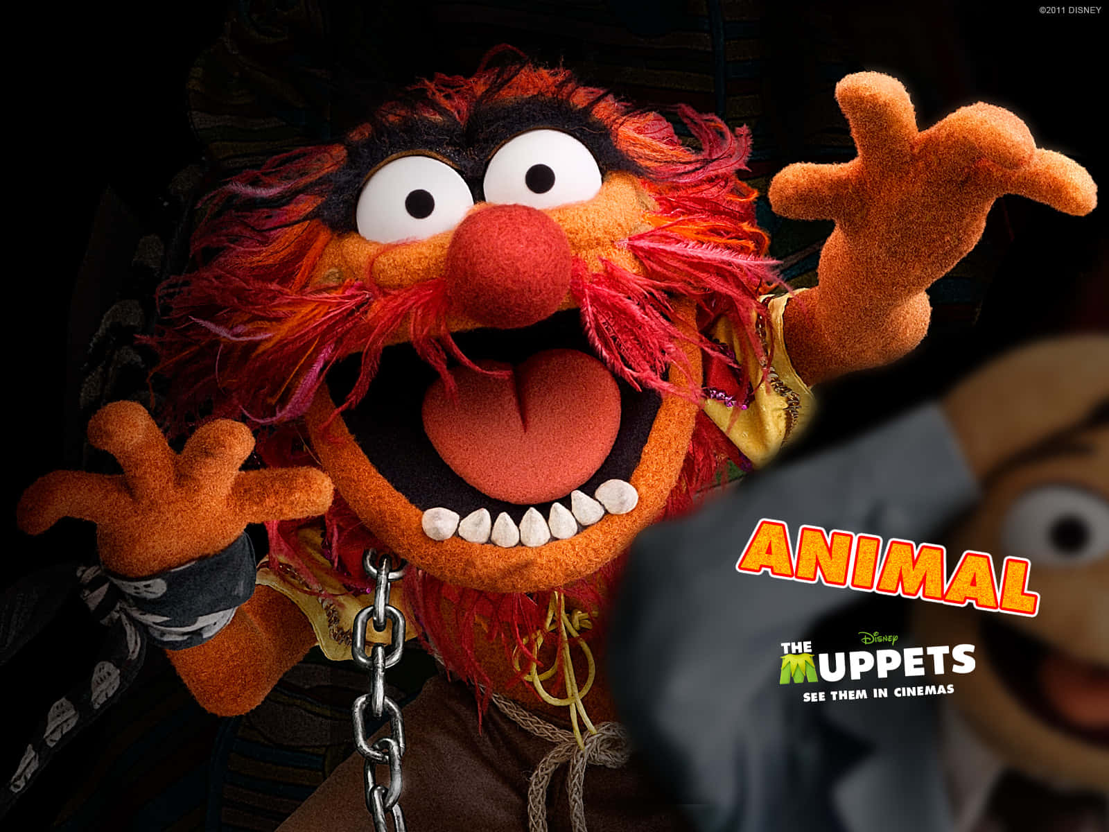 Elfondo De Pantalla De Los Muppets Con Animal Fondo de pantalla
