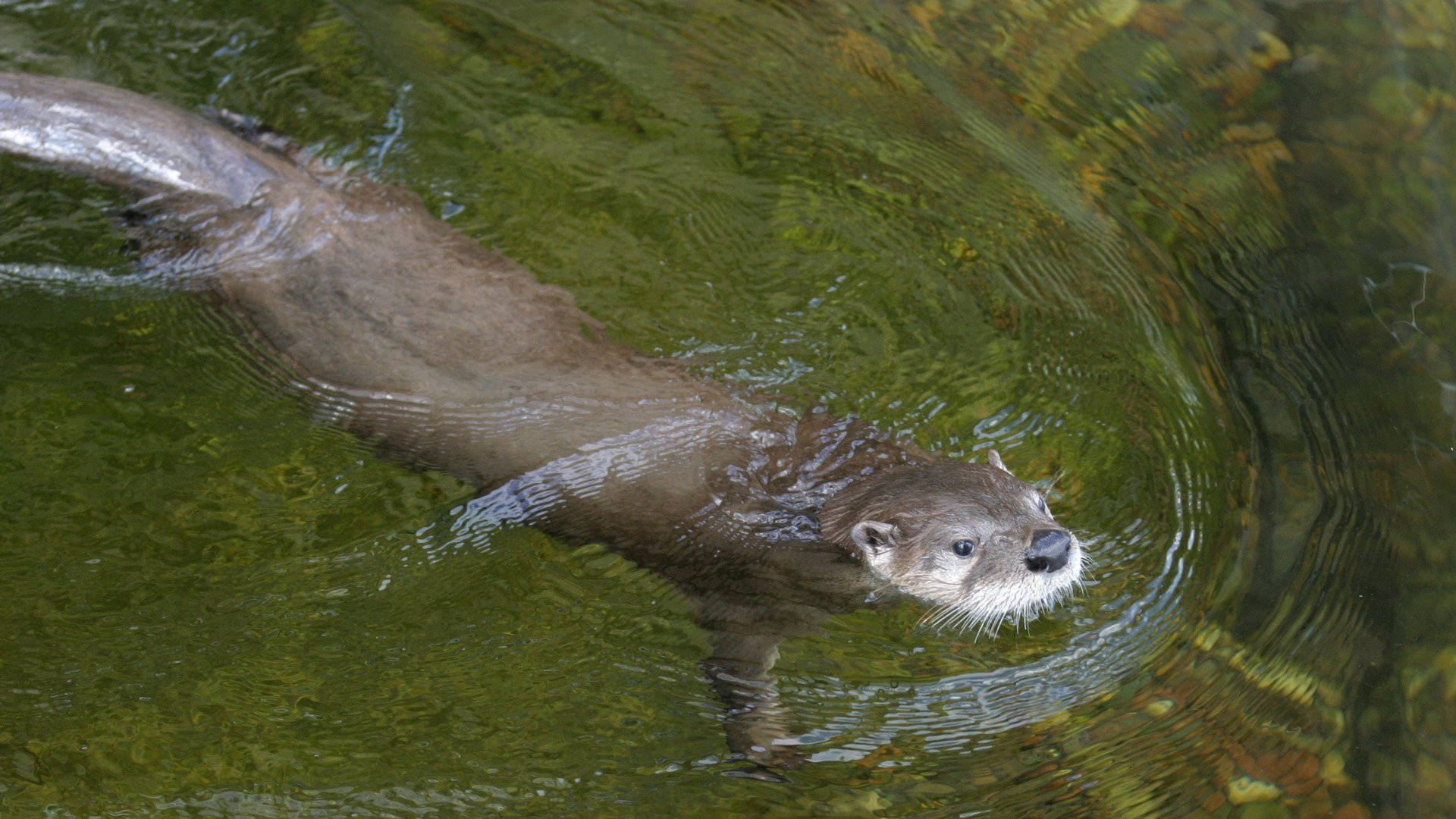 Animal Otter On Water Wallpaper