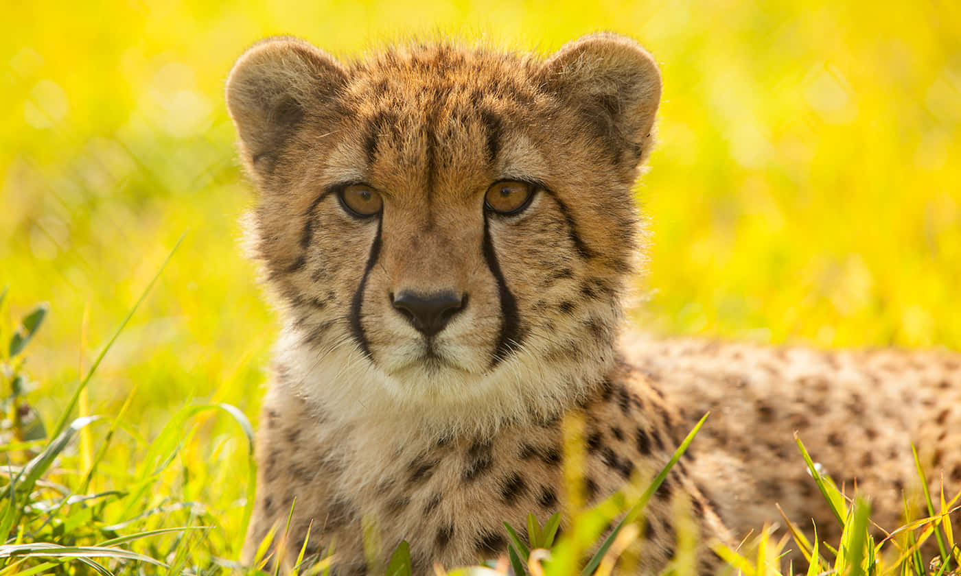Cheetah Animal Picture
