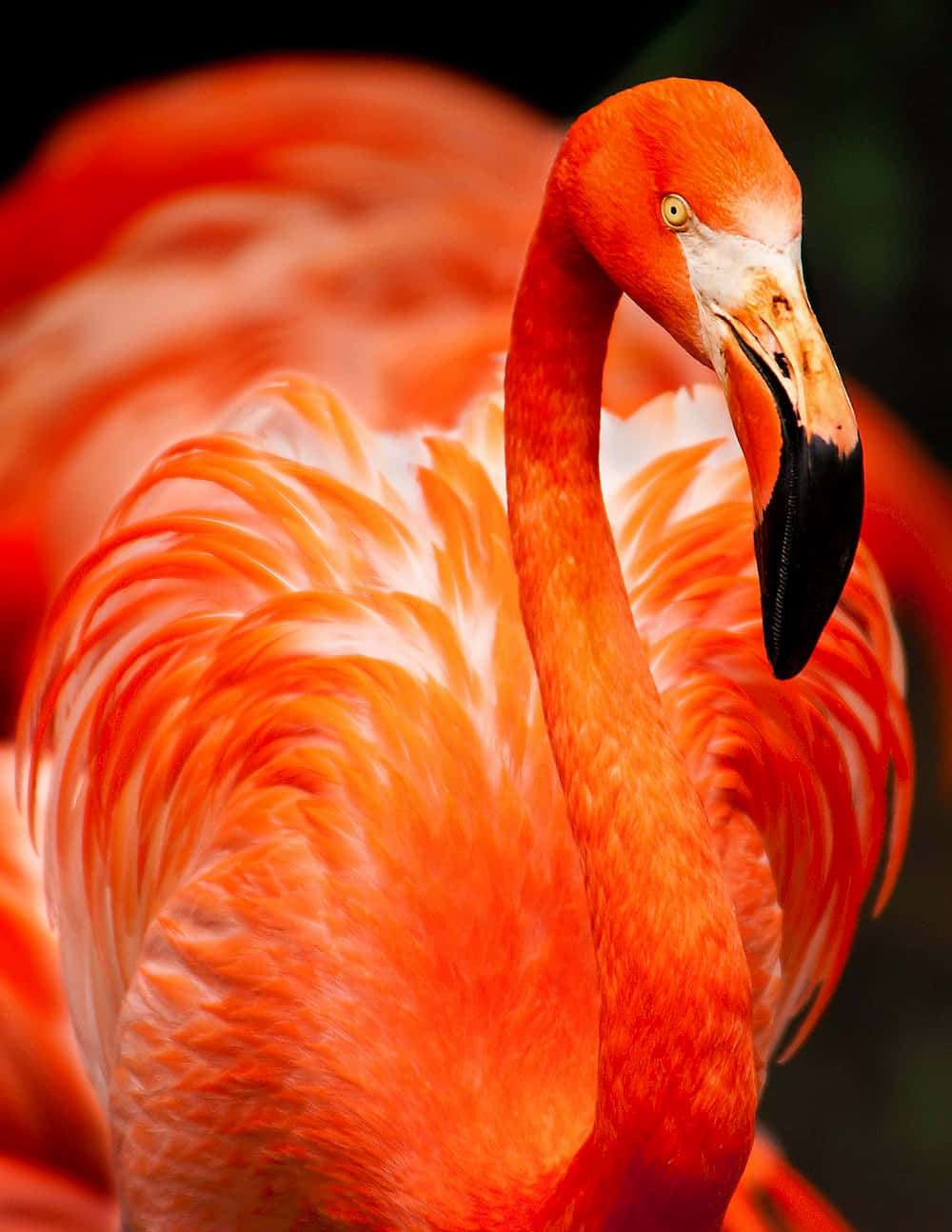 Flamingotierbild