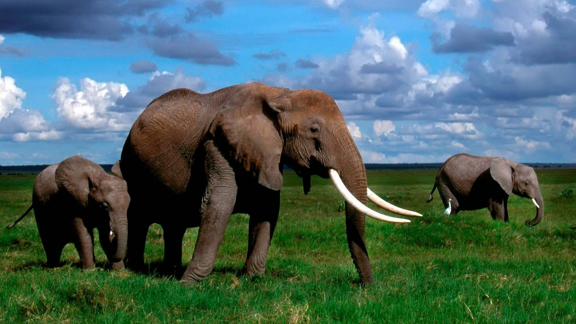 Animal Planet Afrikanske Elefant Wallpaper