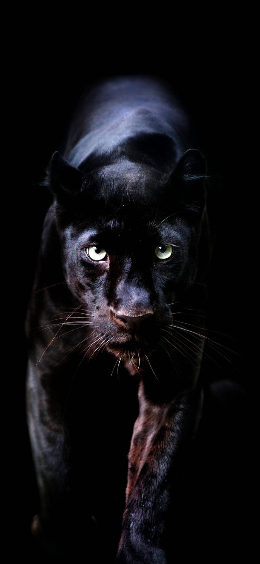 Animal Planet Black Panther Background