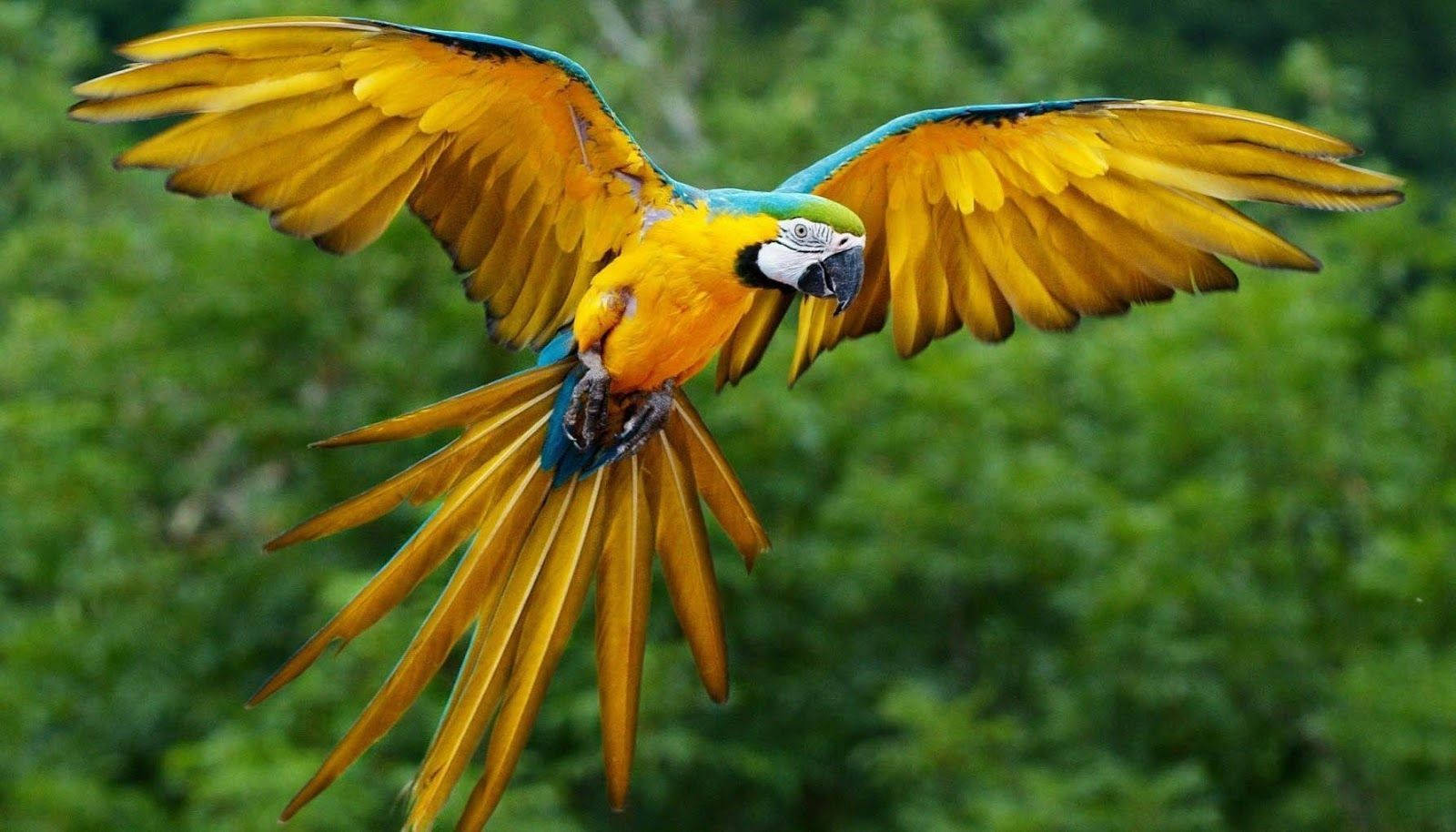 Animal Planet Blue And Yellow Macaw Background
