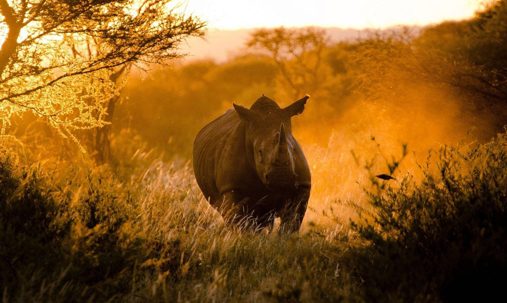 Animal Planet Charging Rhinoceros Background