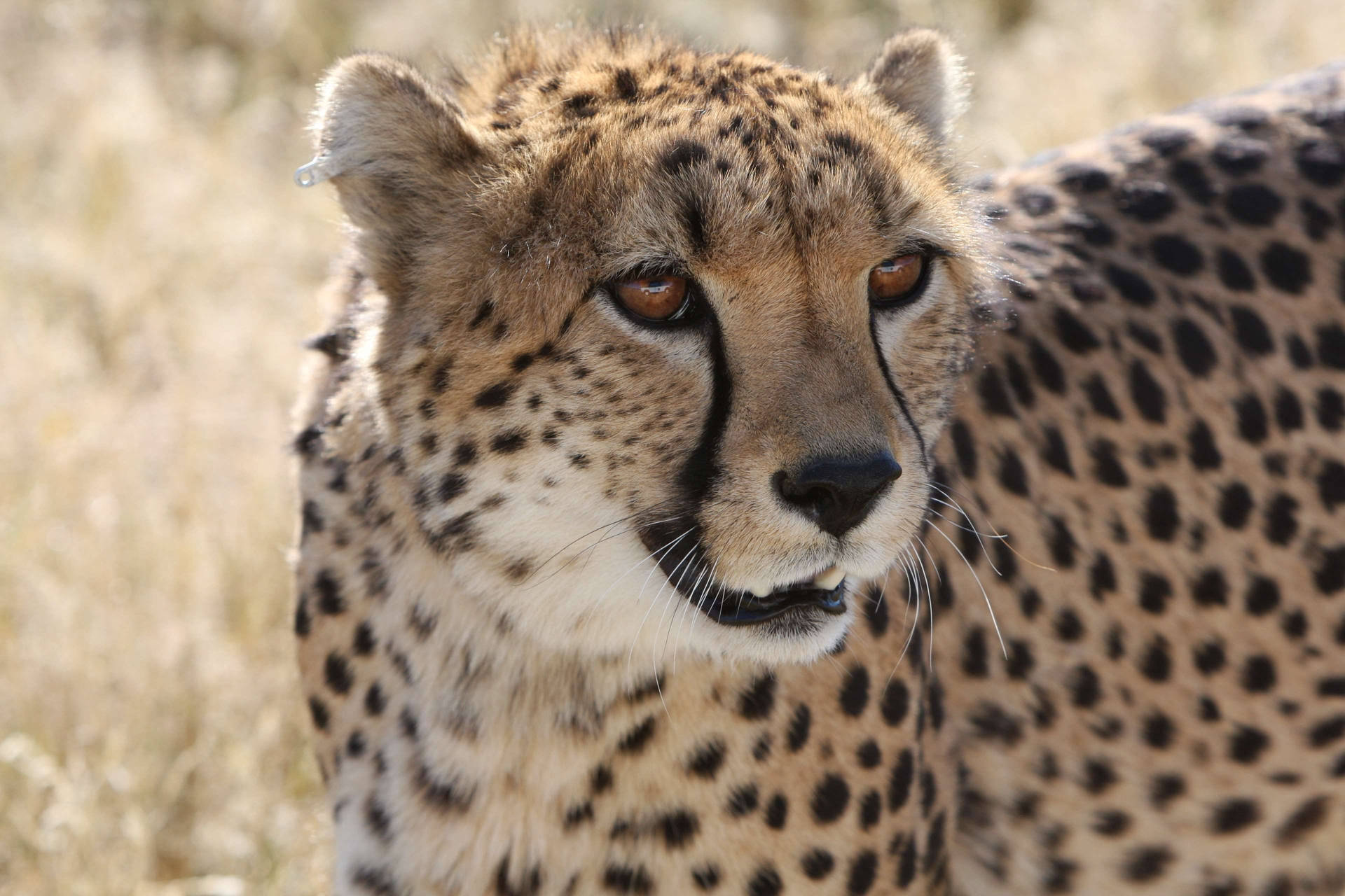 Animal Planet Cheetah Background