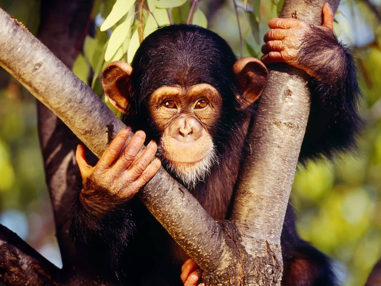 Animal Planet Chimpanzee On A Tree Background