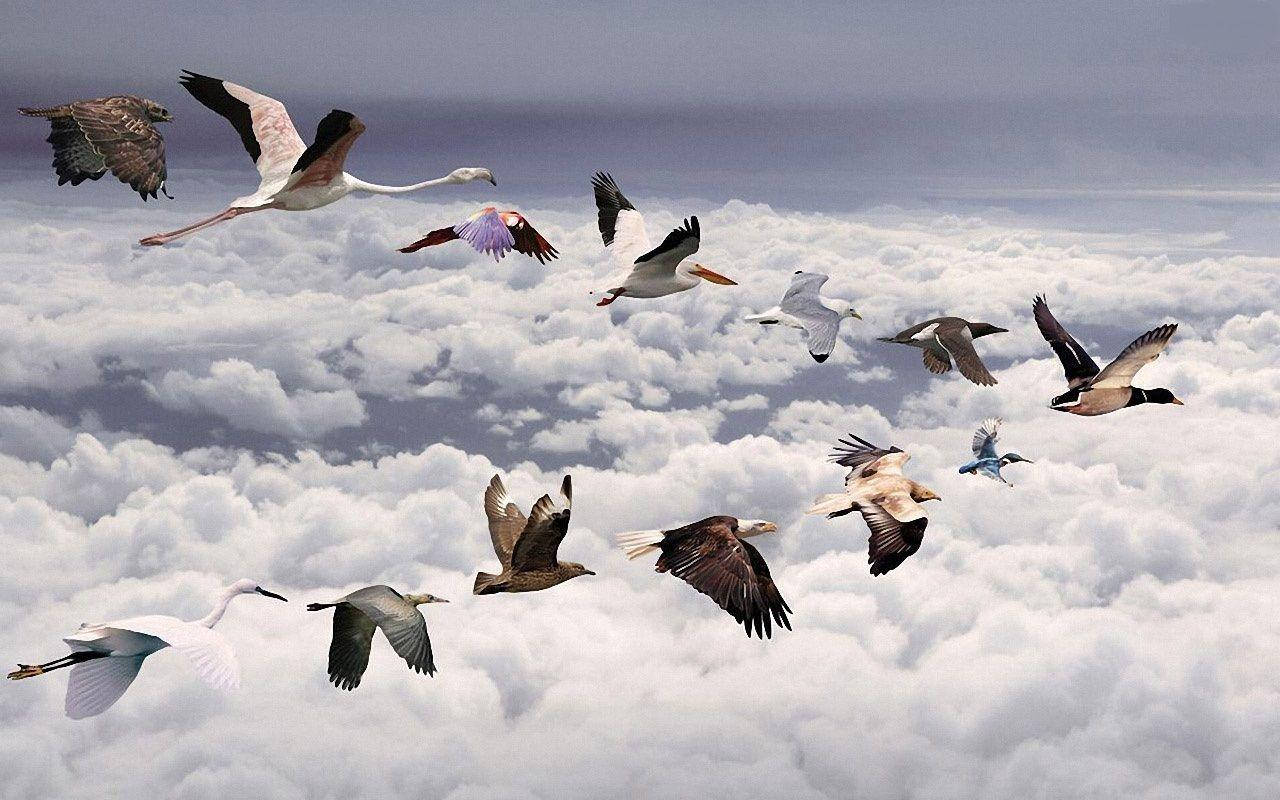 Animal Planet Flocks Of Flying Birds Background