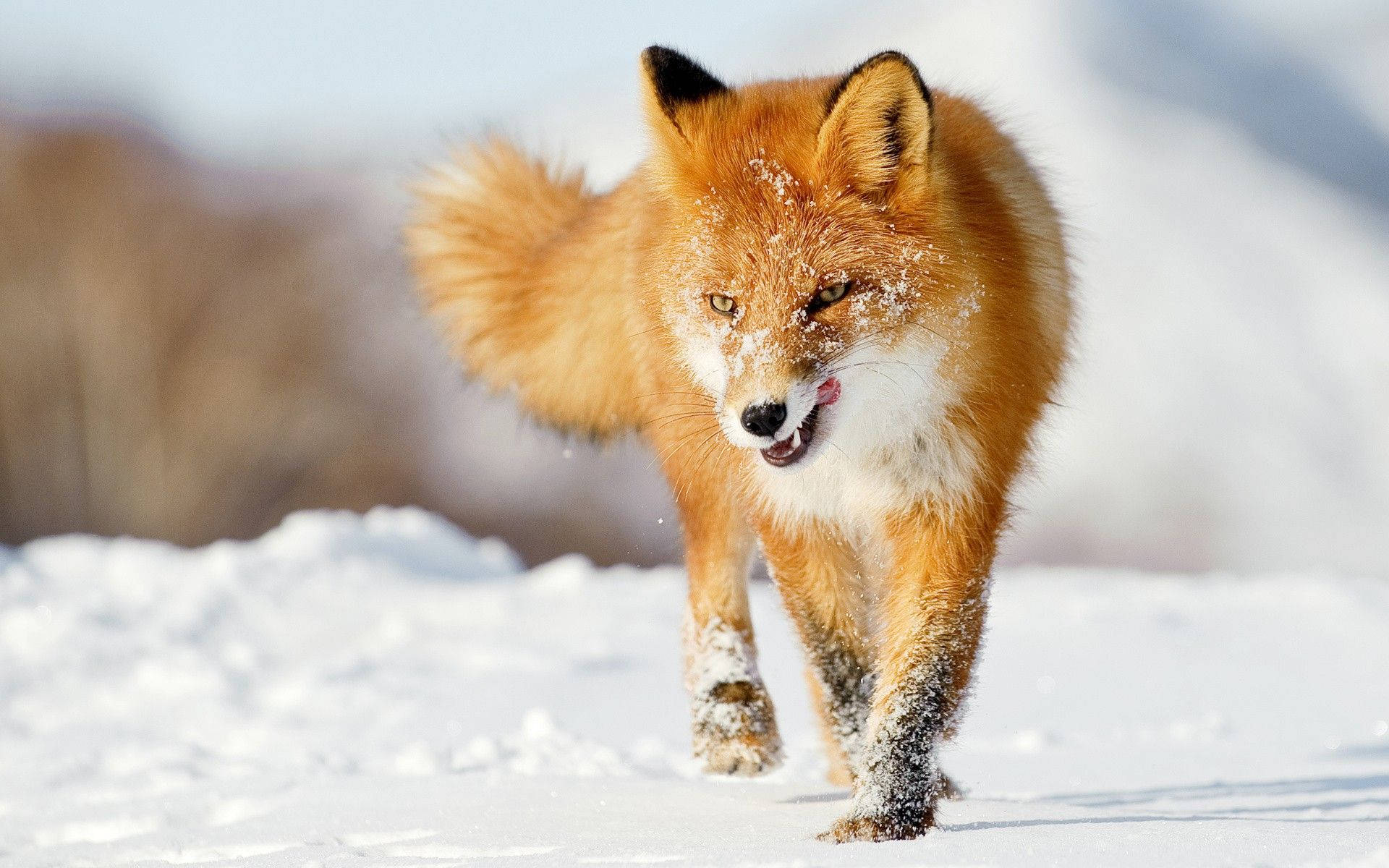 Animal Planet Fox In Snow Background
