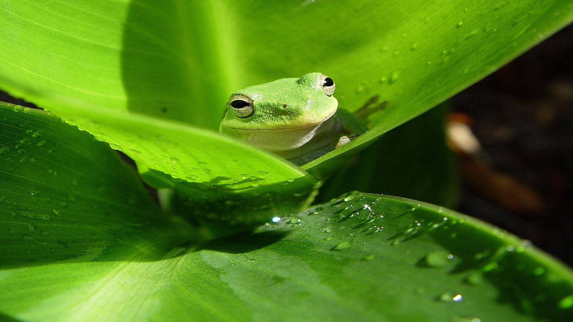 Animal Planet Green Frog Background