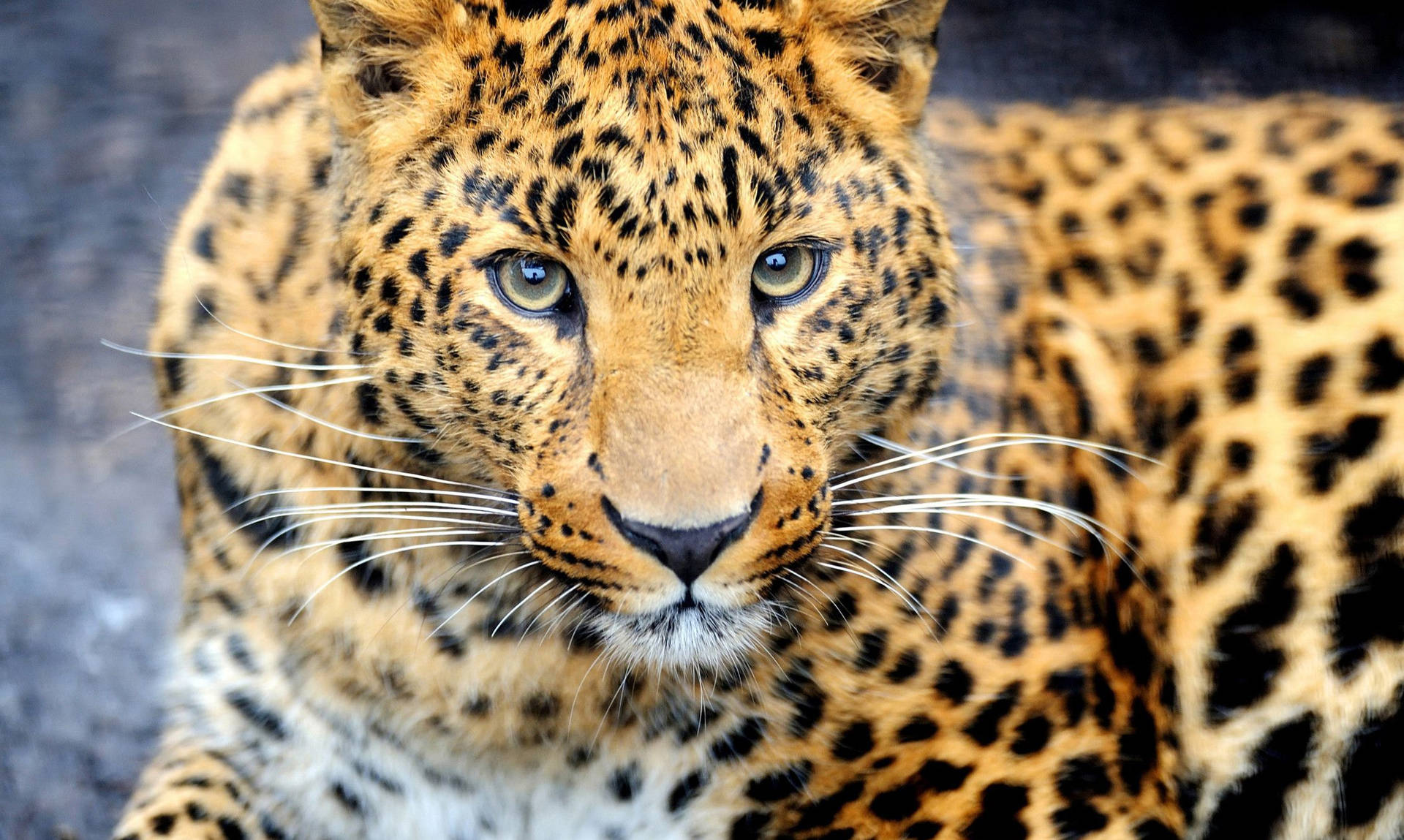 Animal Planet Leopard Background