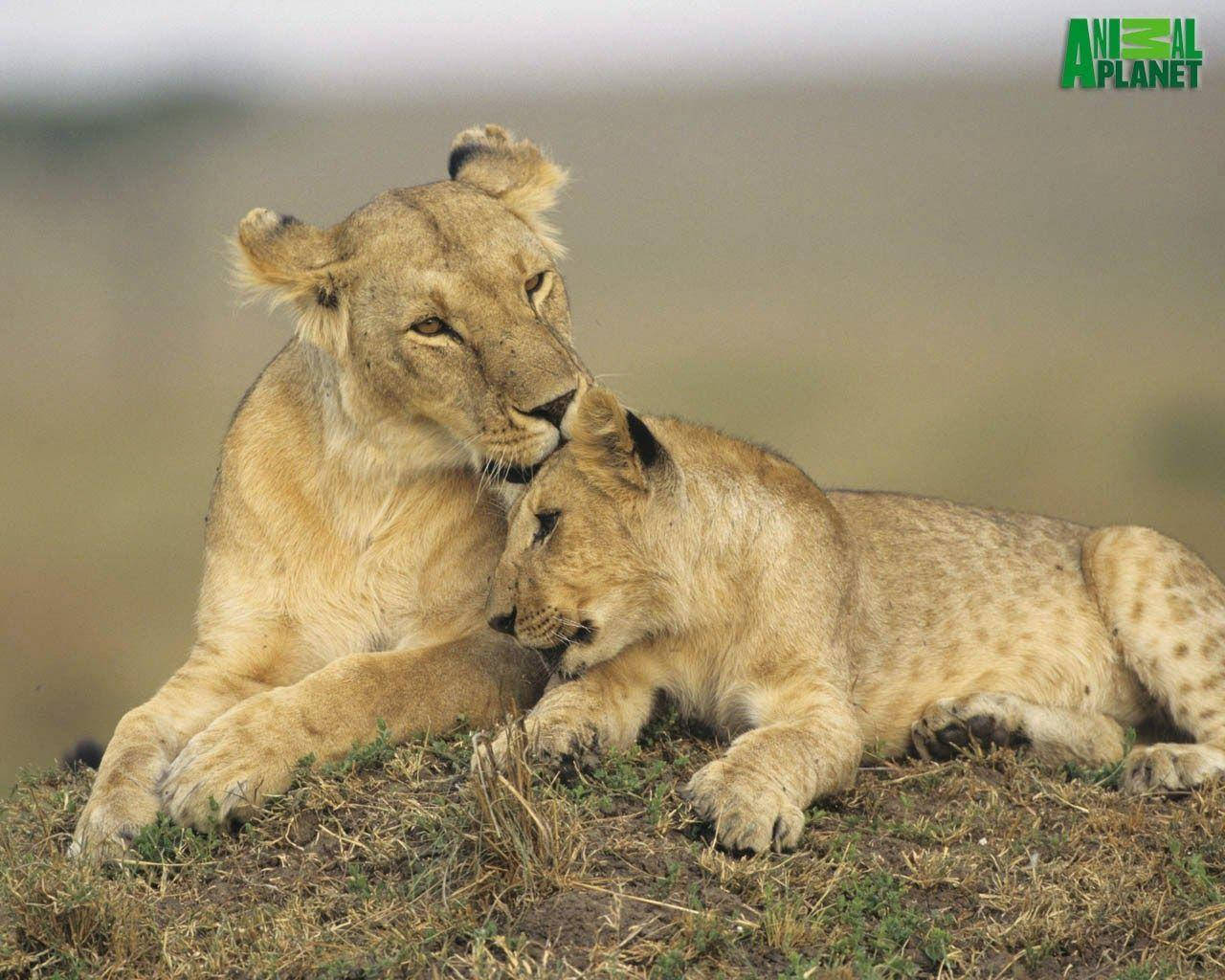Animal Planet Lioness Med Cub Wallpaper