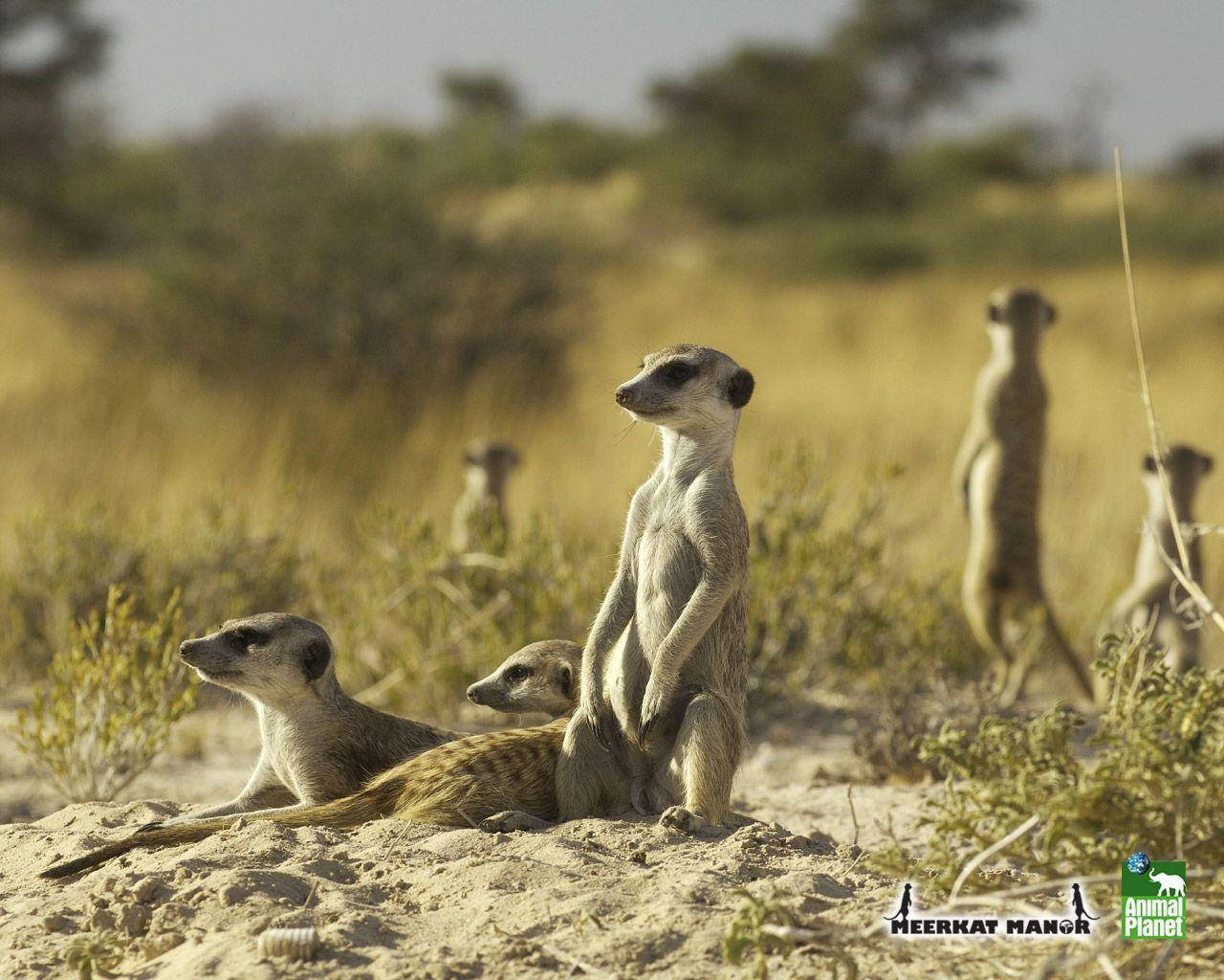Animal Planet Meerkat Mob Background