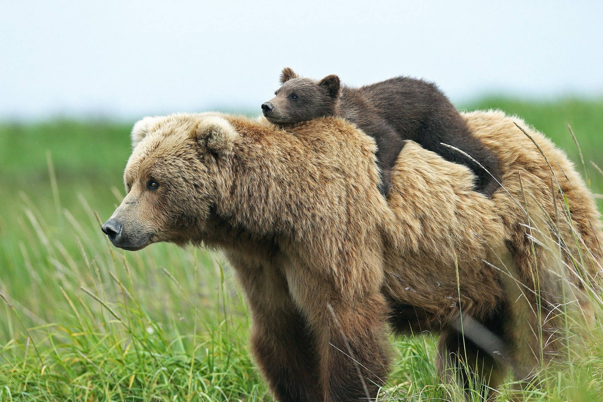Animal Planet Mother Bear With Cub Background