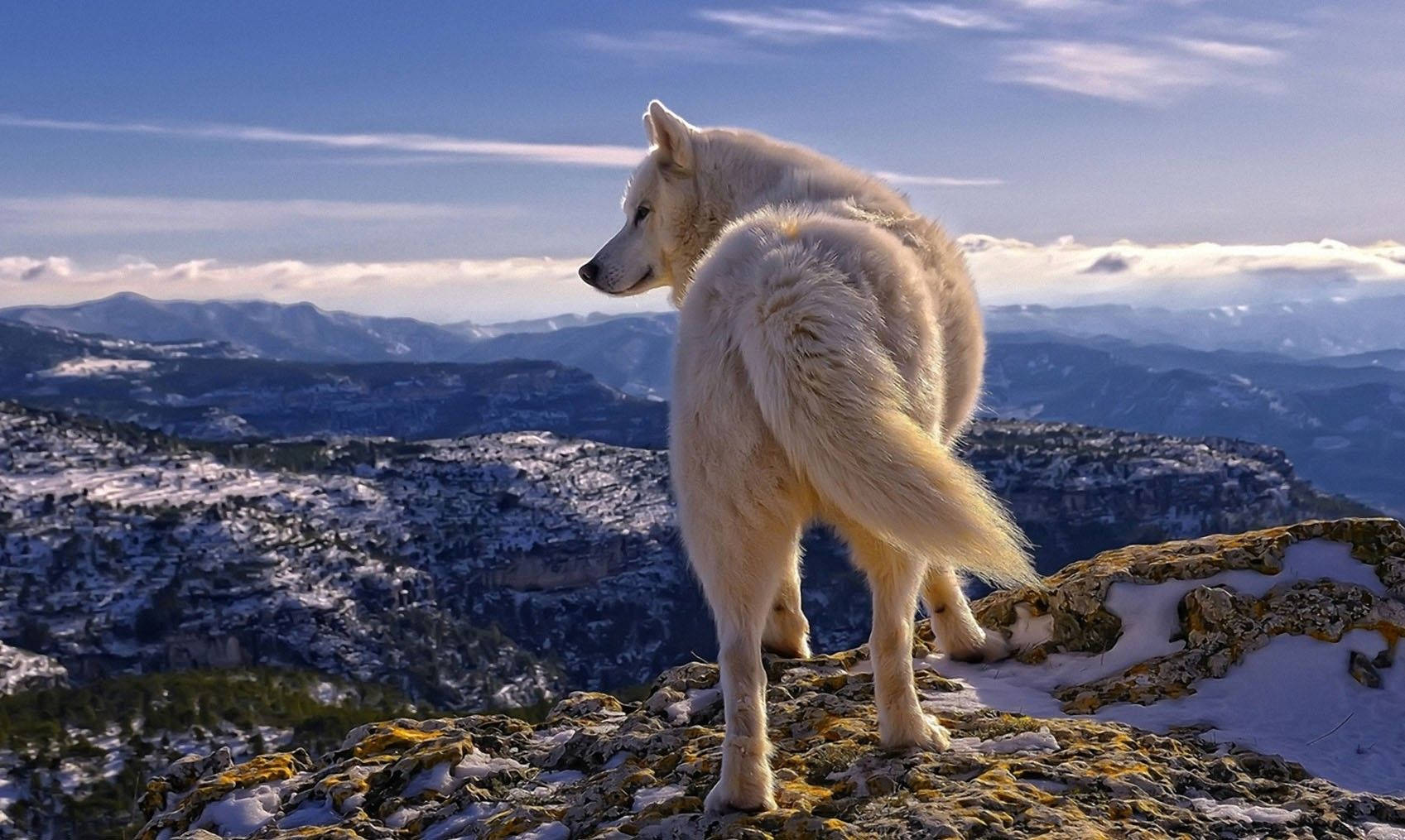 Animal Planet Mountain Wolf Background