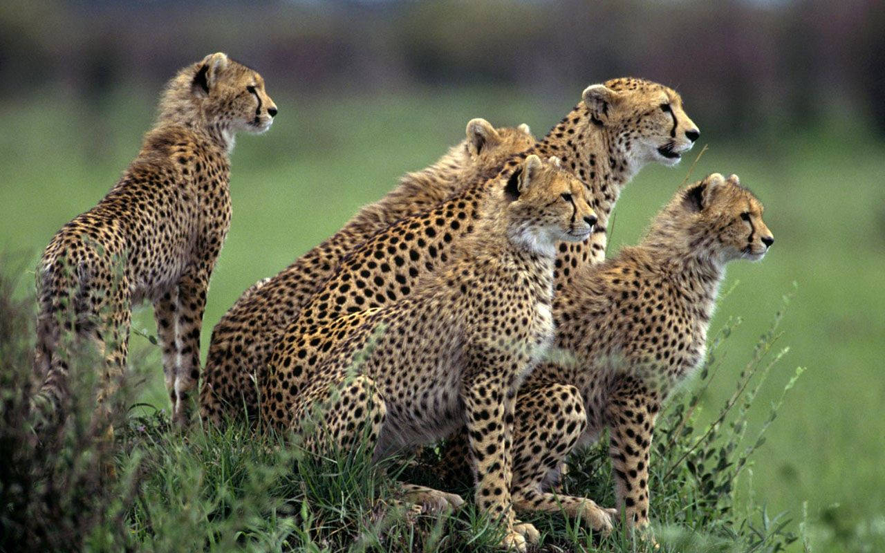 Animal Planet Pack Of Cheetahs Background
