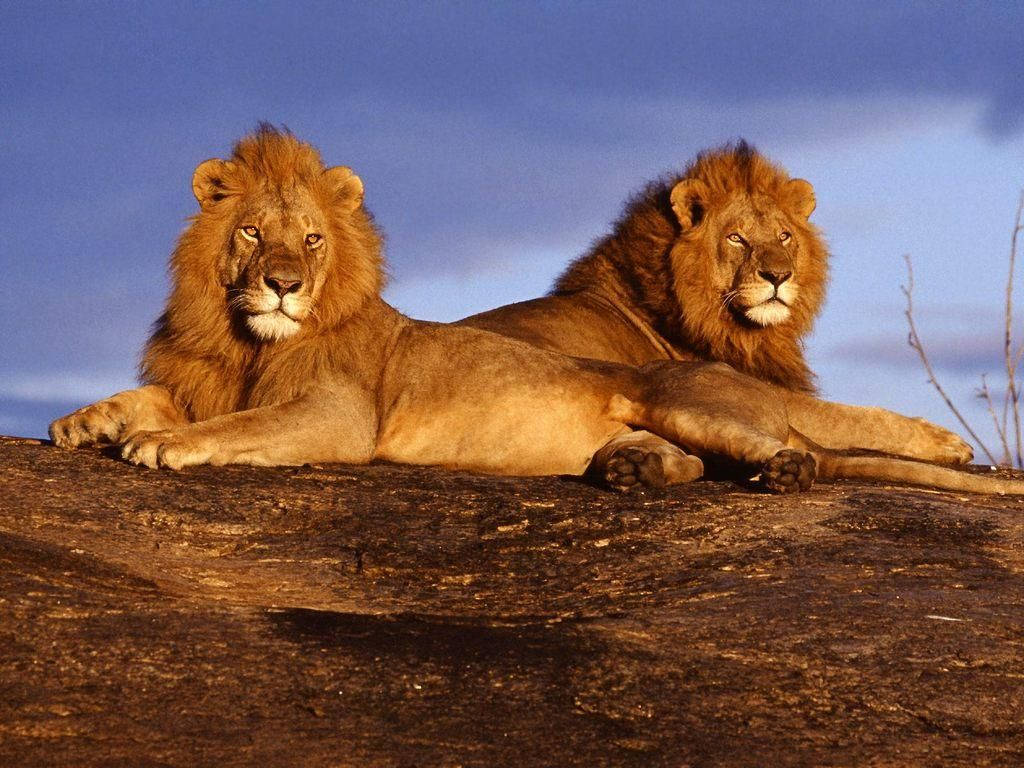 Animal Planet Pair Of Lions Background