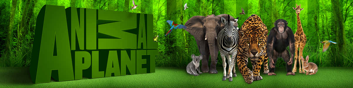 Explore Animal Planet to Expand Your Knowledge About Animals