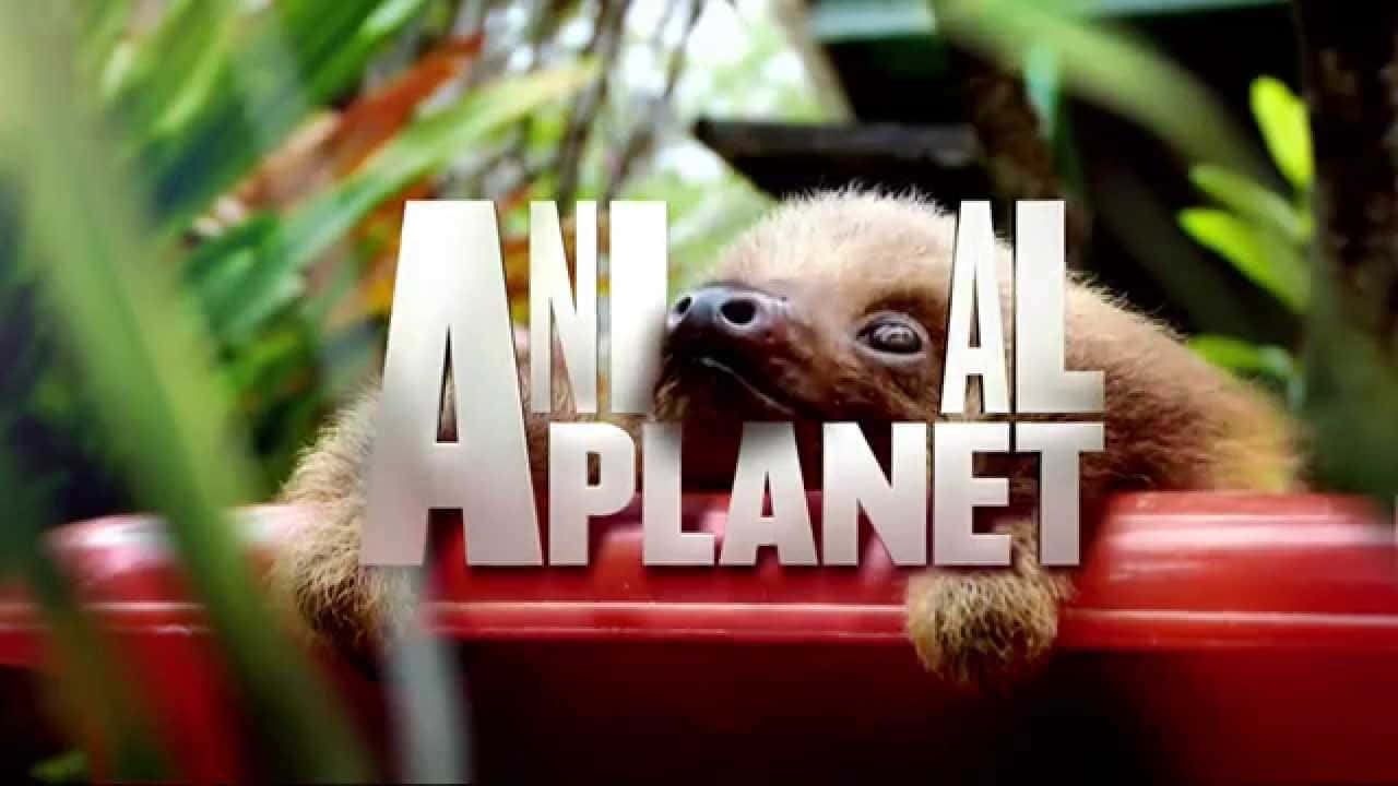 Descubrelo Desconocido Con Animal Planet