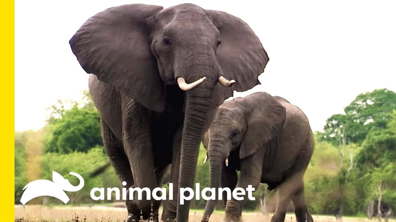 Erkundedie Faszinierende Welt Von Animal Planet.