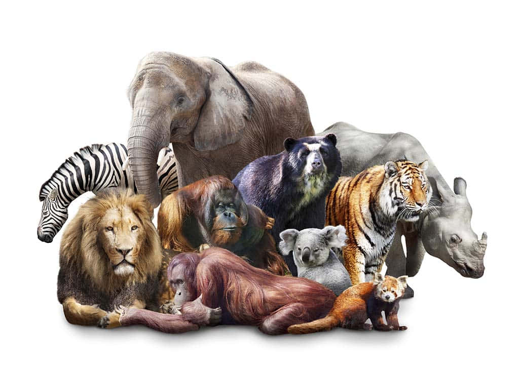 Otroligaögonblick Med De Majestätiska Varelserna Från Animal Planet.