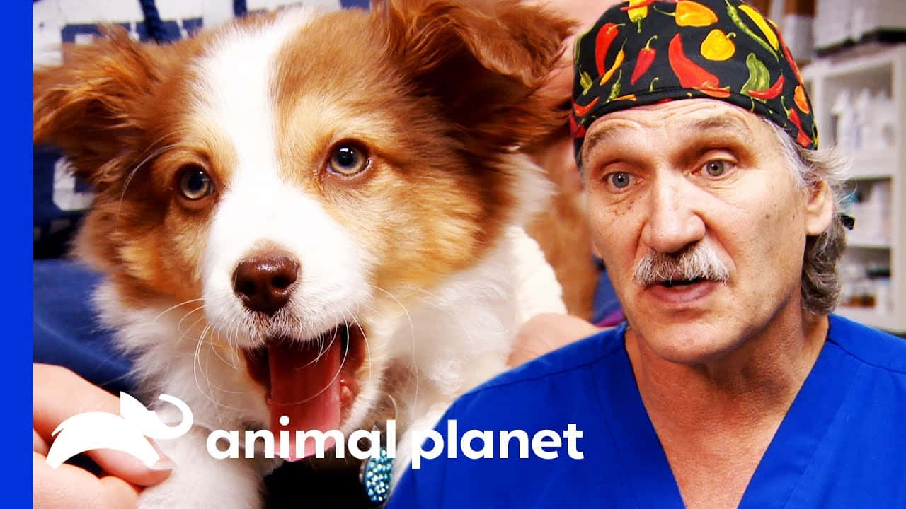 Immerse Yourself in the Amazing World of Animal Planet