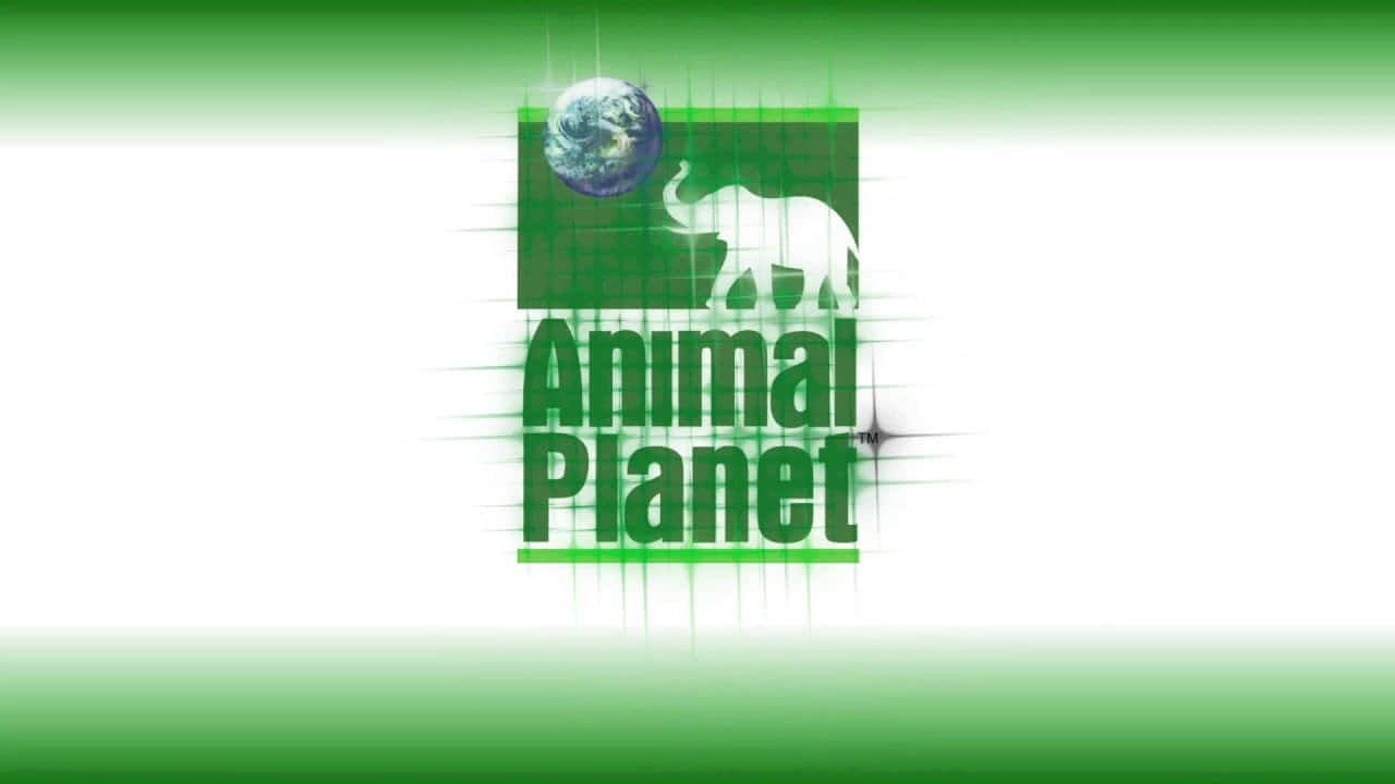 Bildwerde Ein Tierexperte Mit Animal Planet