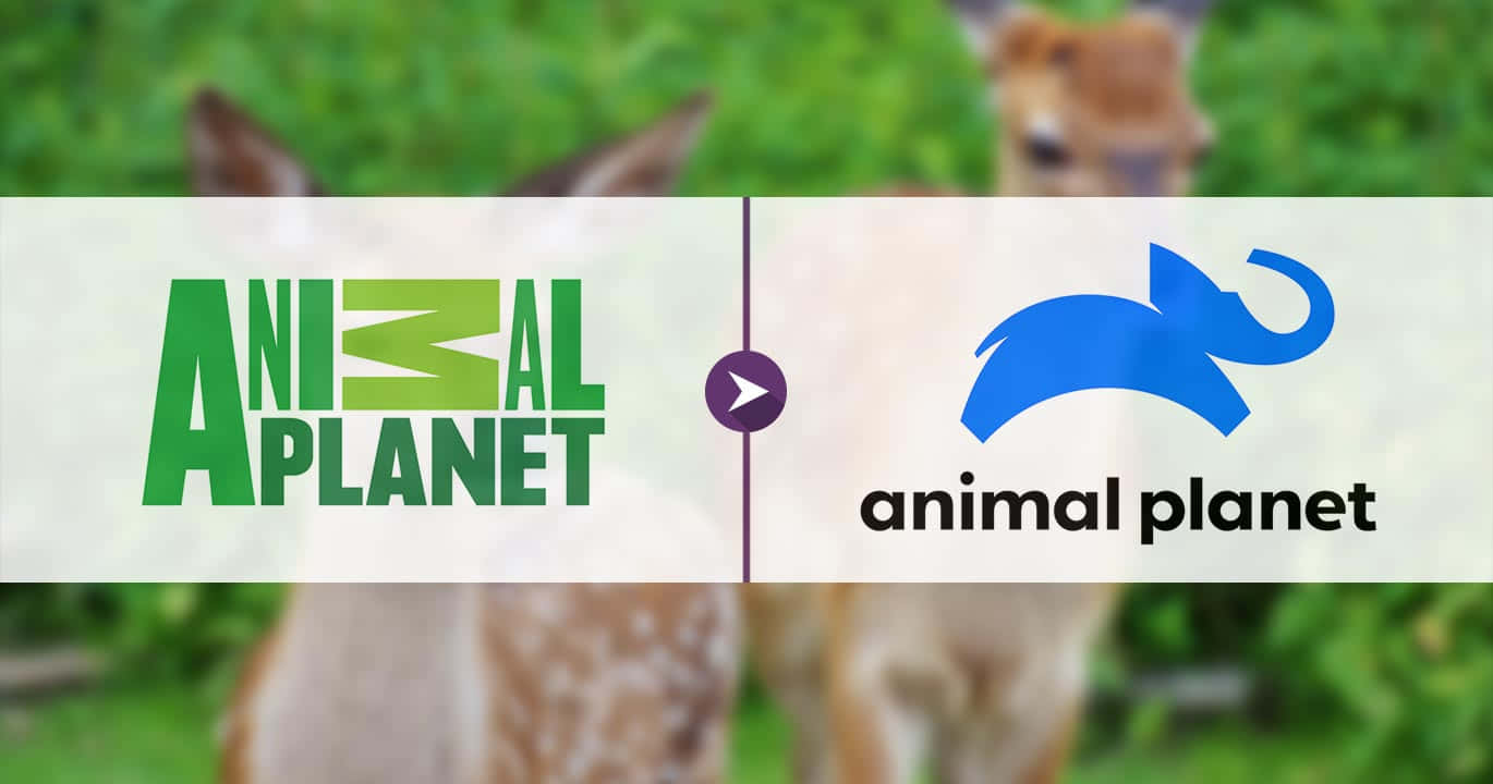 Udforsknatur Og Vilde Dyr På Animal Planet.