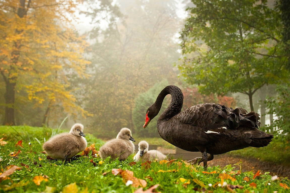 Animal Planet Rare Black Swan Background