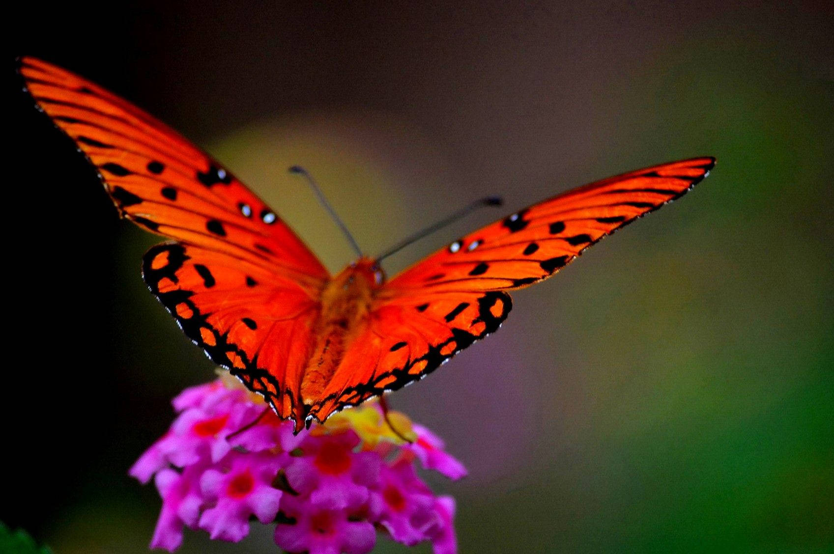 Animal Planet Red Butterfly Background
