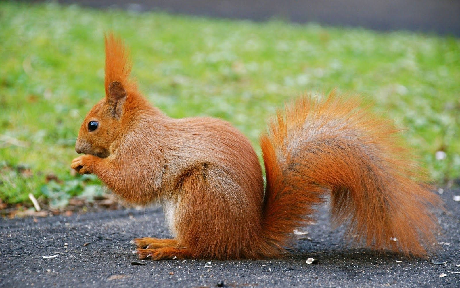 Animal Planet Red Squirrel Background