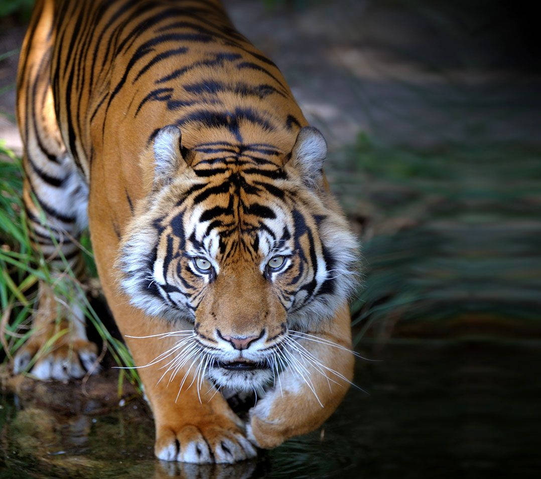 Animal Planet Stalking Tiger Background
