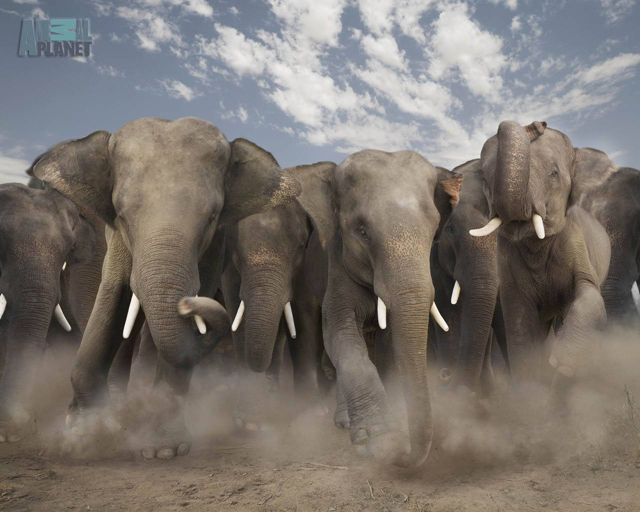 Animal Planet Stampeding Elefanter Wallpaper