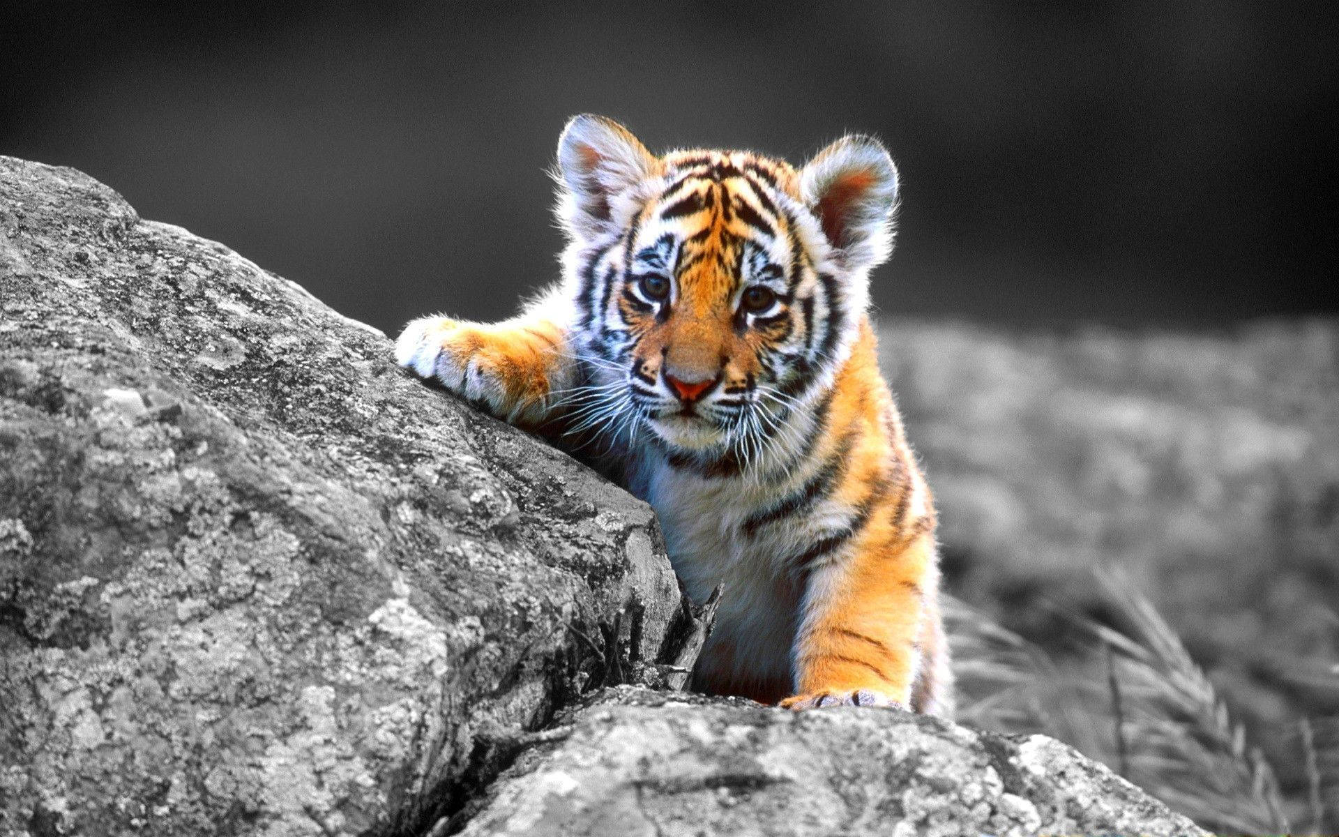 Download Animal Planet Tiger Cub Wallpaper 