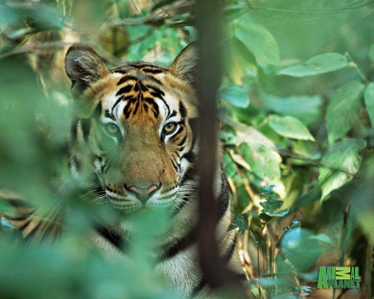 Animal Planet Tiger In A Forest Background