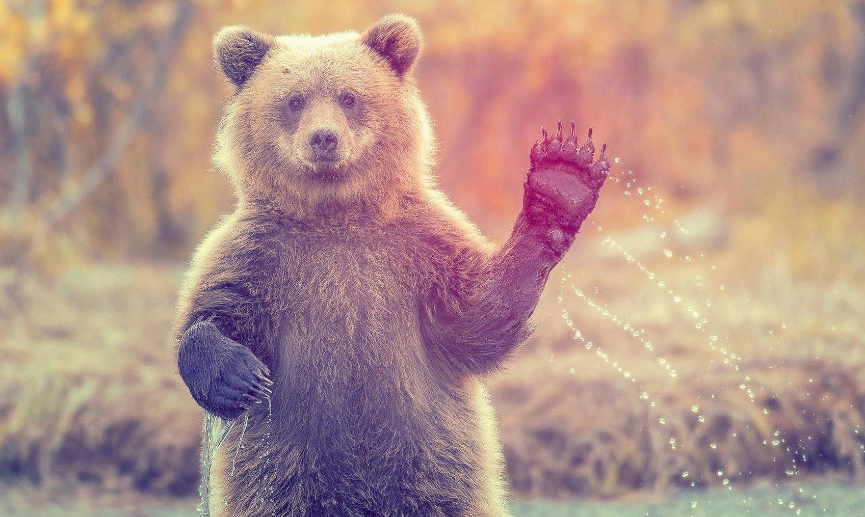 Animal Planet Waving Grizzly Bear Background